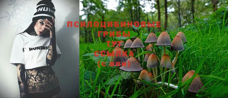 Галлюциногенные грибы Magic Shrooms Каменка